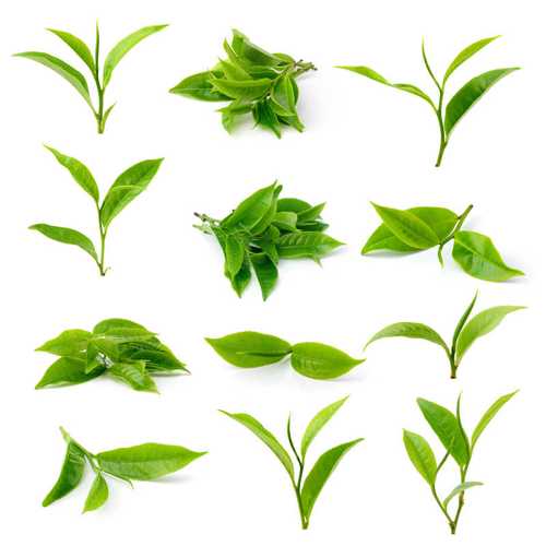 白色背景上的多种新鲜绿茶茶叶